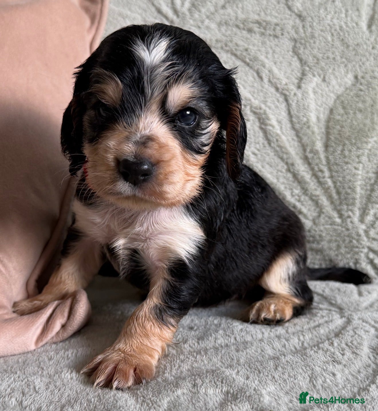 Cocker Spaniel dogs Beautiful show cocker spaniel babies  - Advert 8