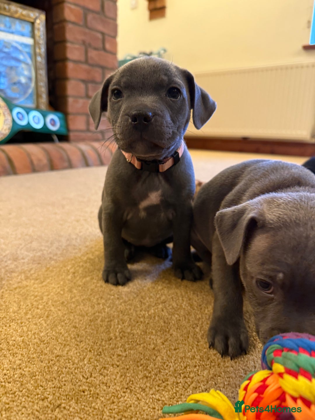 Staffordshire Bull Terrier dogs for sale: Health Tested Clear Staffordshire Bull Terrier's - Advert 9