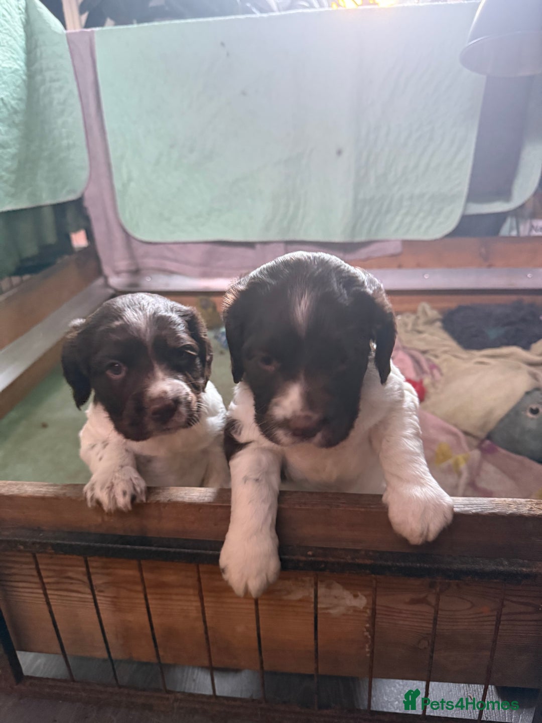English Springer Spaniel dogs for sale: English Springer Spaniel Puppies - Advert 21