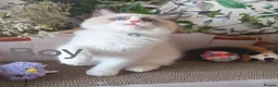 Ragdoll cats for sale: GCCF REGISTERED BEAUTIFUL RAGDOLLS KITTENS  - Advert 14
