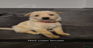 Mixed Breed dogs Shepinois puppies  - Advert 1