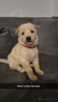 Mixed Breed dogs Shepinois puppies - Advert 1