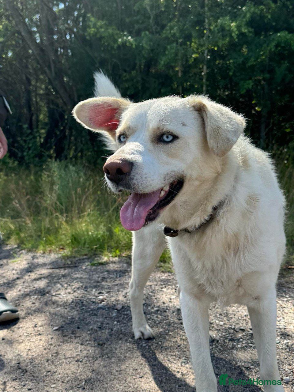 Labrador Retriever dogs Blue – Labrador Retriever (Male) - Advert 1