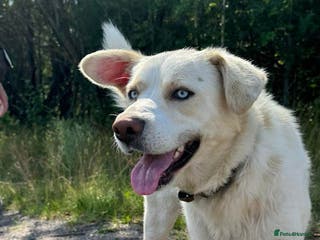 Labrador Retriever dogs Blue – Labrador Retriever (Male) - Advert 1