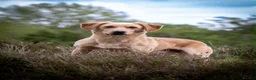 Labrador Retriever dogs for stud: OFTAW Carnochway Glamis  - Advert 3