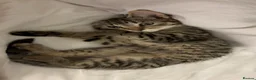 Bengal cats for sale: Two beautiful Bengal kittens  - Advert 7