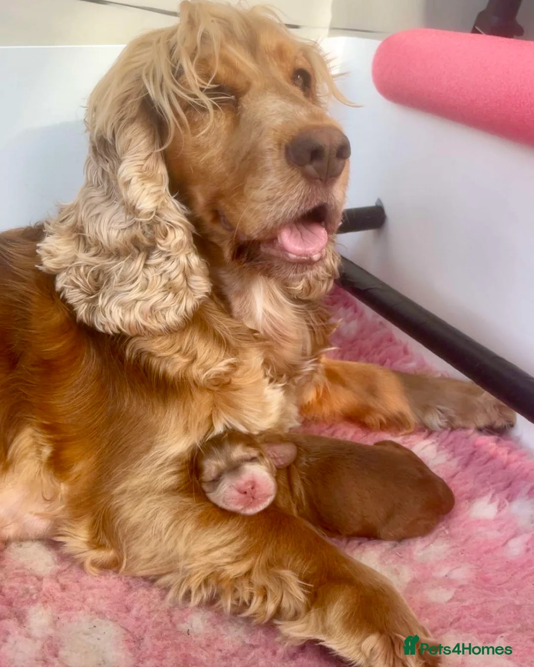 Cockapoo dogs for sale: Stunning & Unique F1B Cockapoos  in Alton - Advert 1