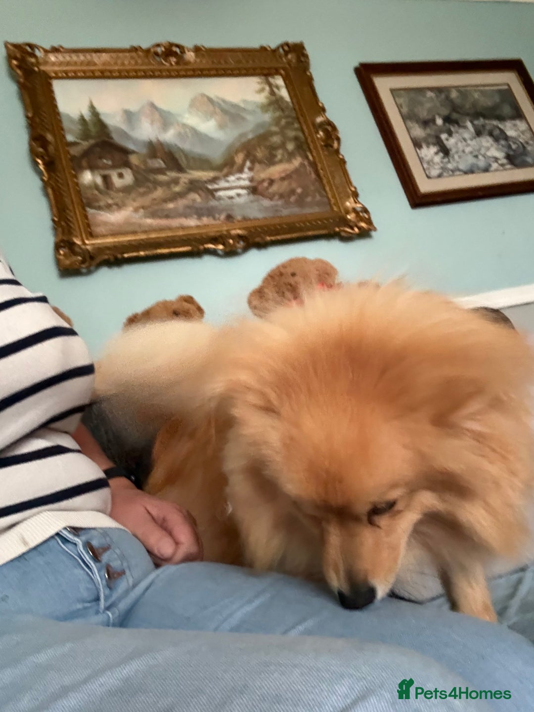 Pomeranian dogs for sale: Pomeranian 11 months  - Image 8