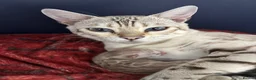 Bengal cats for sale: Pedigree Snow Glittery Bengals  - Advert 3
