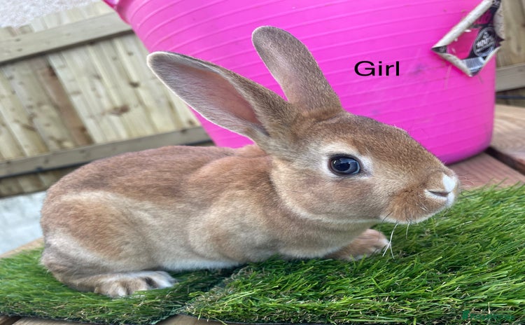 Rex rabbits 💖 7 week old mini Rex 💙 - Advert 18