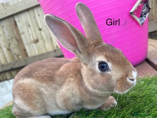 Rex rabbits 💖 7 week old mini Rex 💙 - Advert 19