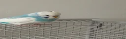 Budgerigars birds for sale: 2 budgies for forever home - Advert 5