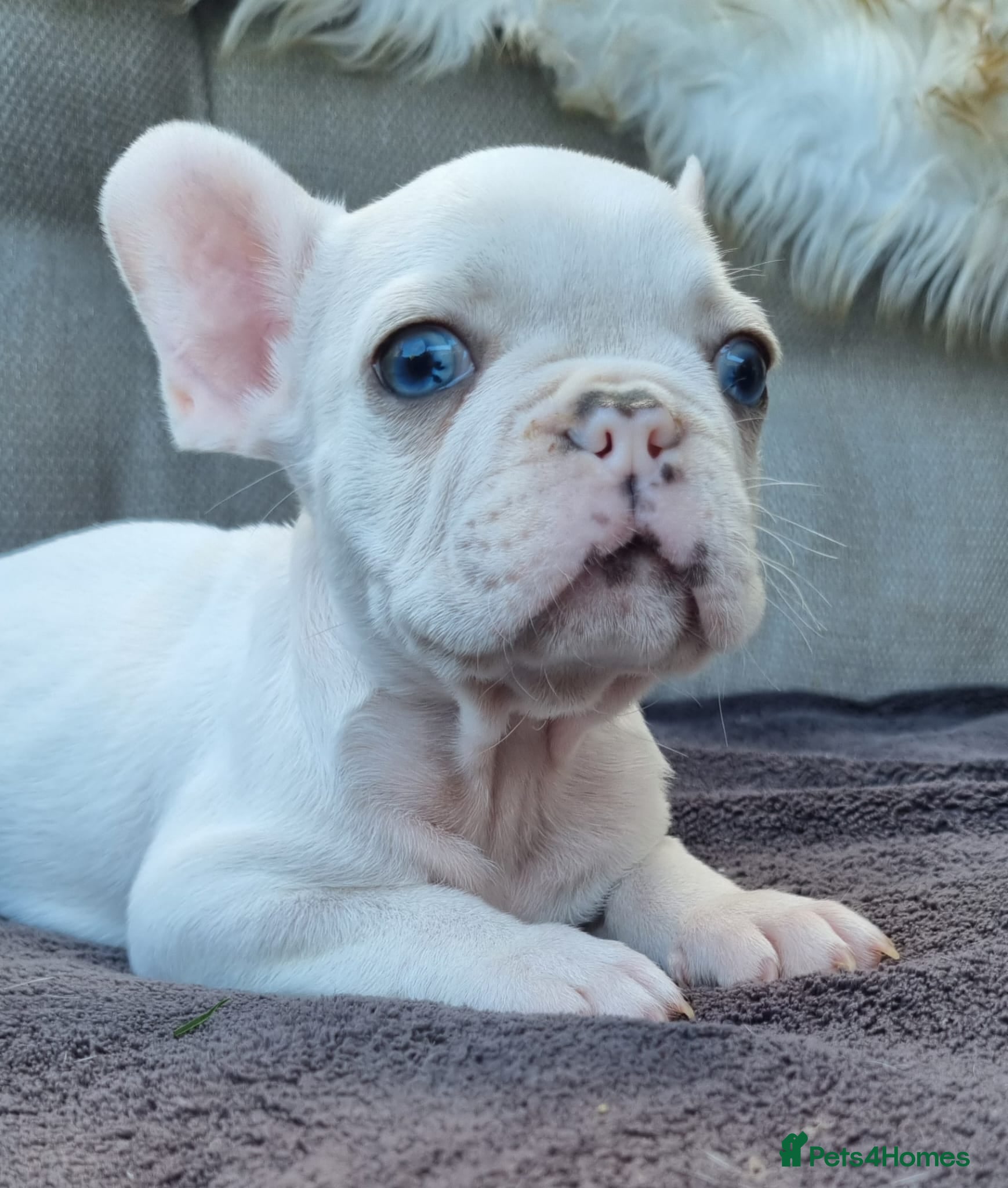 French Bulldog dogs Blue eyed French Bulldogs - Advert 4