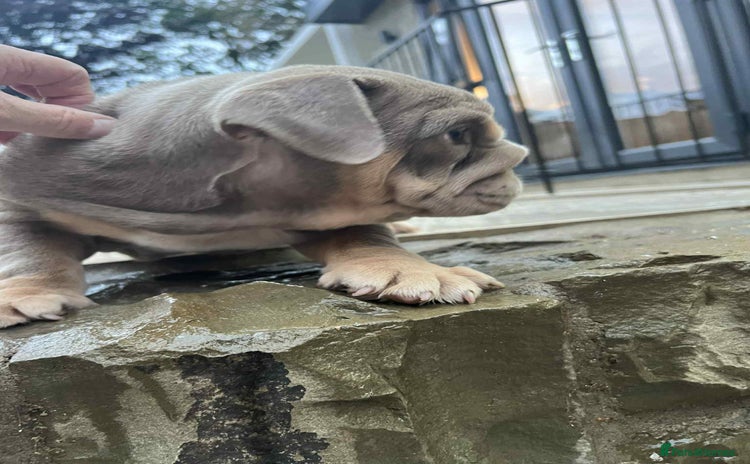 English Bulldog dogs - Advert 4