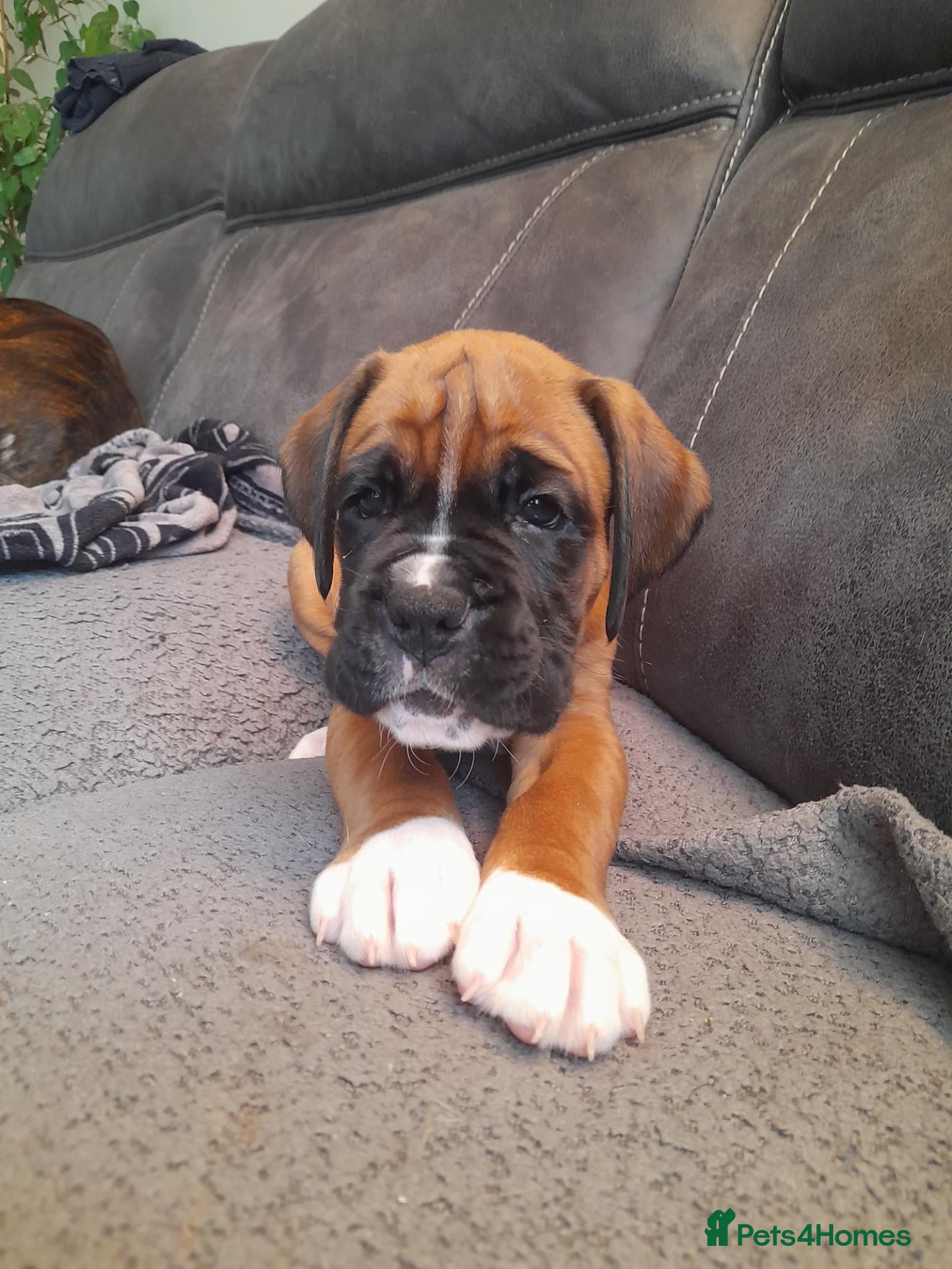 Boxer dogs Beautiful boxer pups for sale - Advert 2