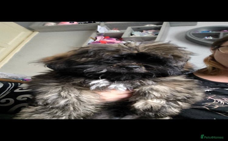 Lhasa Apso dogs for sale - Advert 1