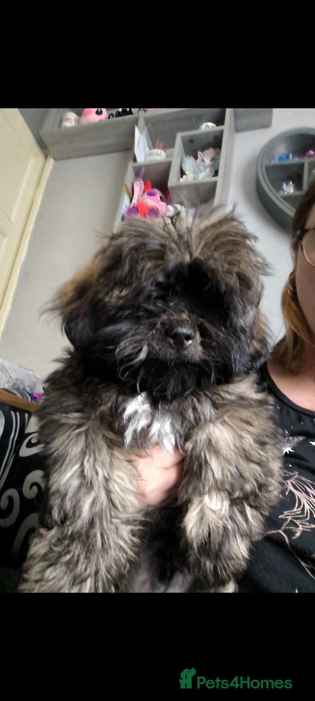 Lhasa Apso dogs for sale: Lhasa apso puppy last beautiful boy left 🩵 - Image 1