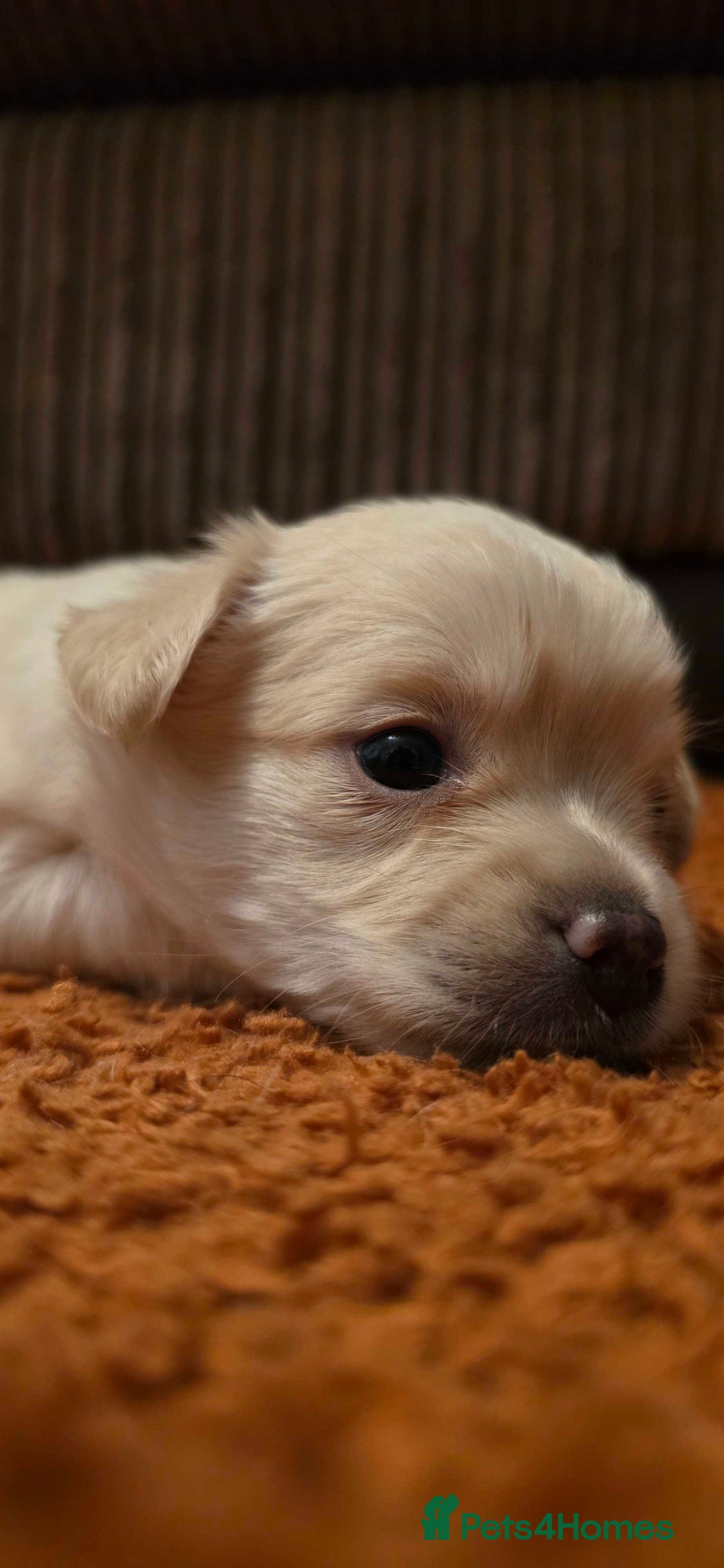 Pomchi dogs for sale: Amazing little Pomchi Pups - Image 9