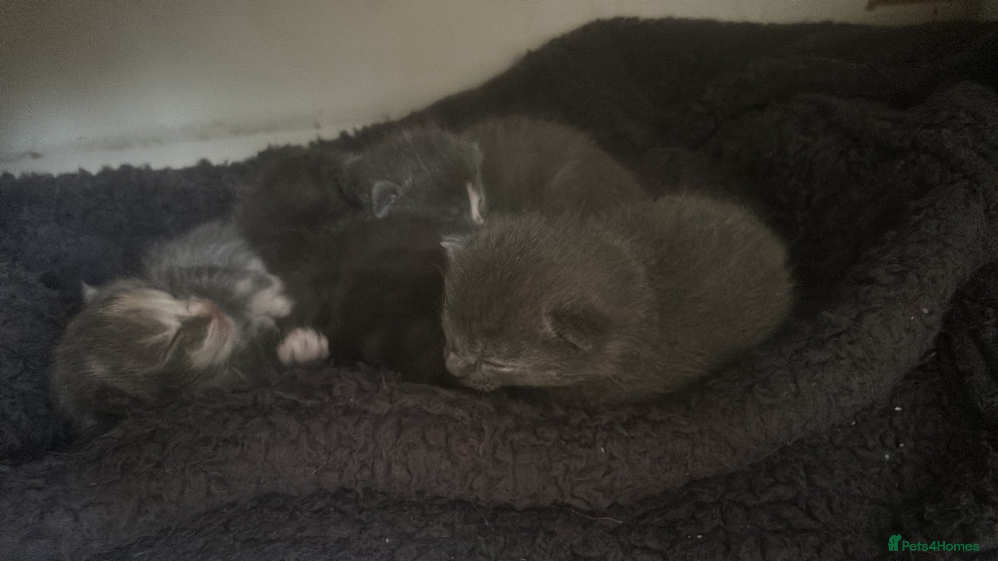 Mixed Breed cats Ragdoll mix  - Advert 2
