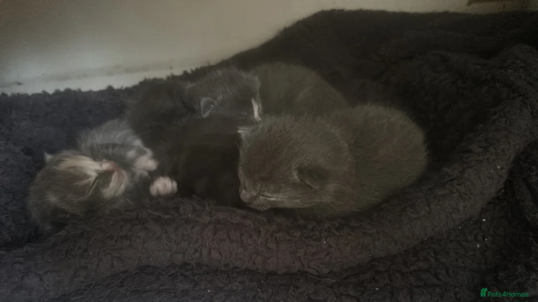 Mixed Breed cats for sale: Ragdoll mix  - Advert 1