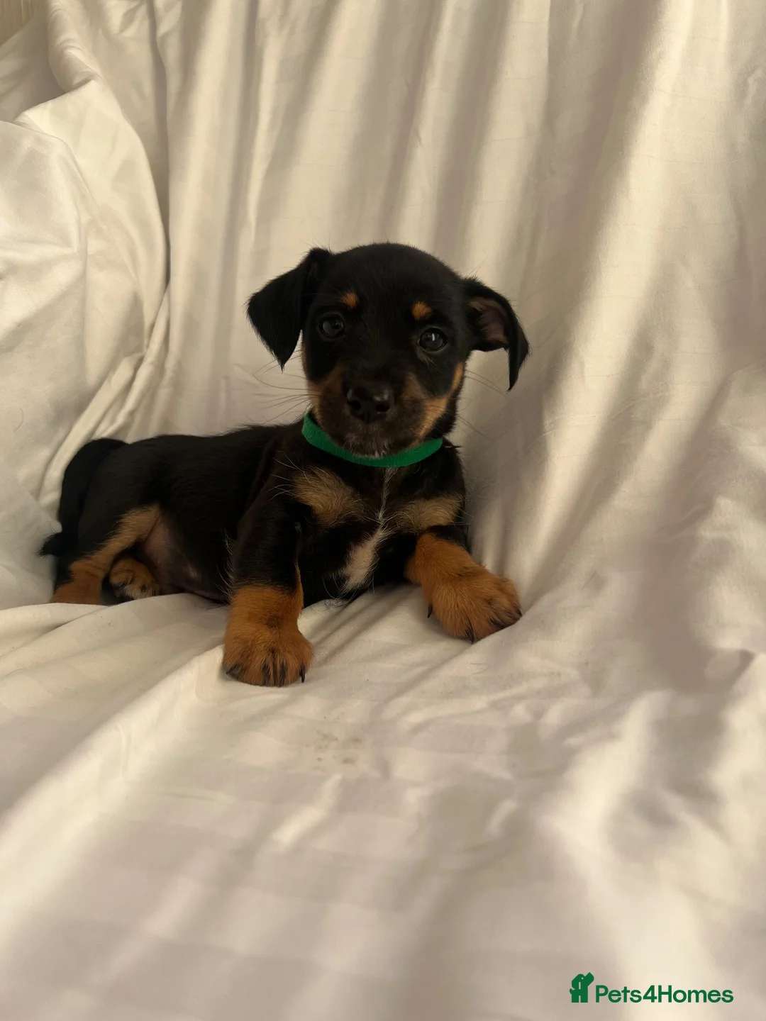 Jack Russell dogs for sale: Jack Russell puppies for sale  - Advert 12