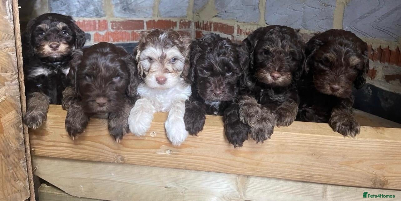 Cockapoo dogs Cockapoo puppies  - Advert 1