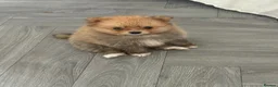 Pomeranian dogs for sale: Beautiful friendly and playful puppys pomeranians - Advert 14