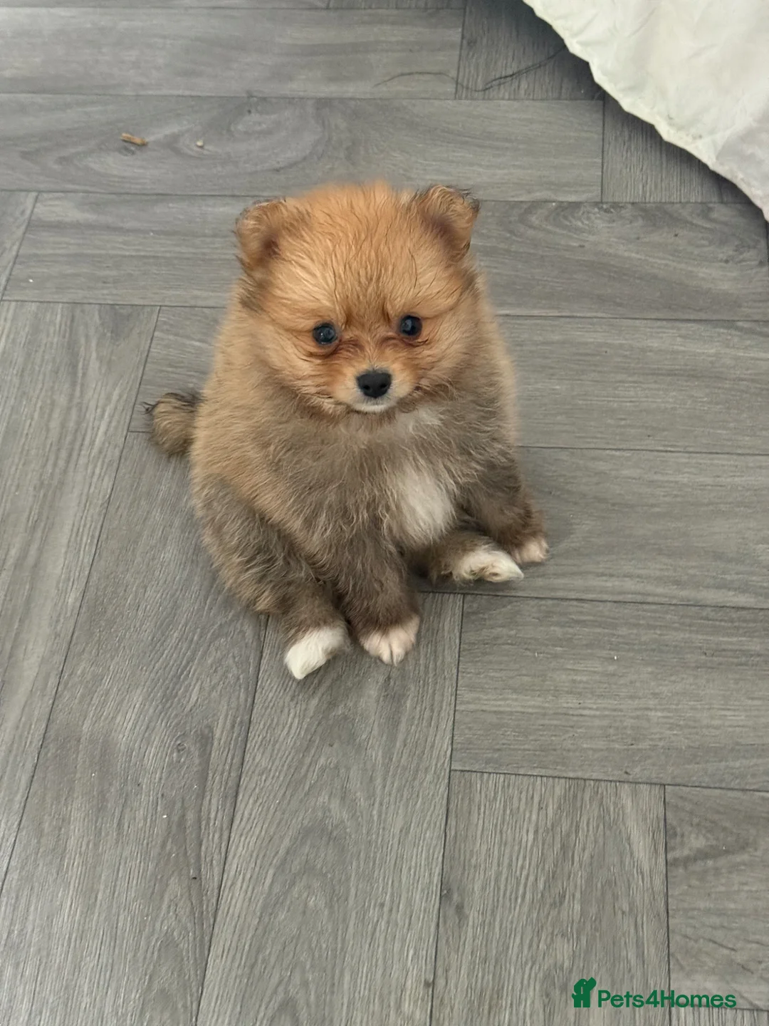 Pomeranian dogs for sale: Beautiful friendly and playful puppys pomeranians - Advert 14