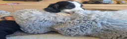 Cocker Spaniel dogs for sale: Working type Cocker Spaniels Ready now - Advert 12