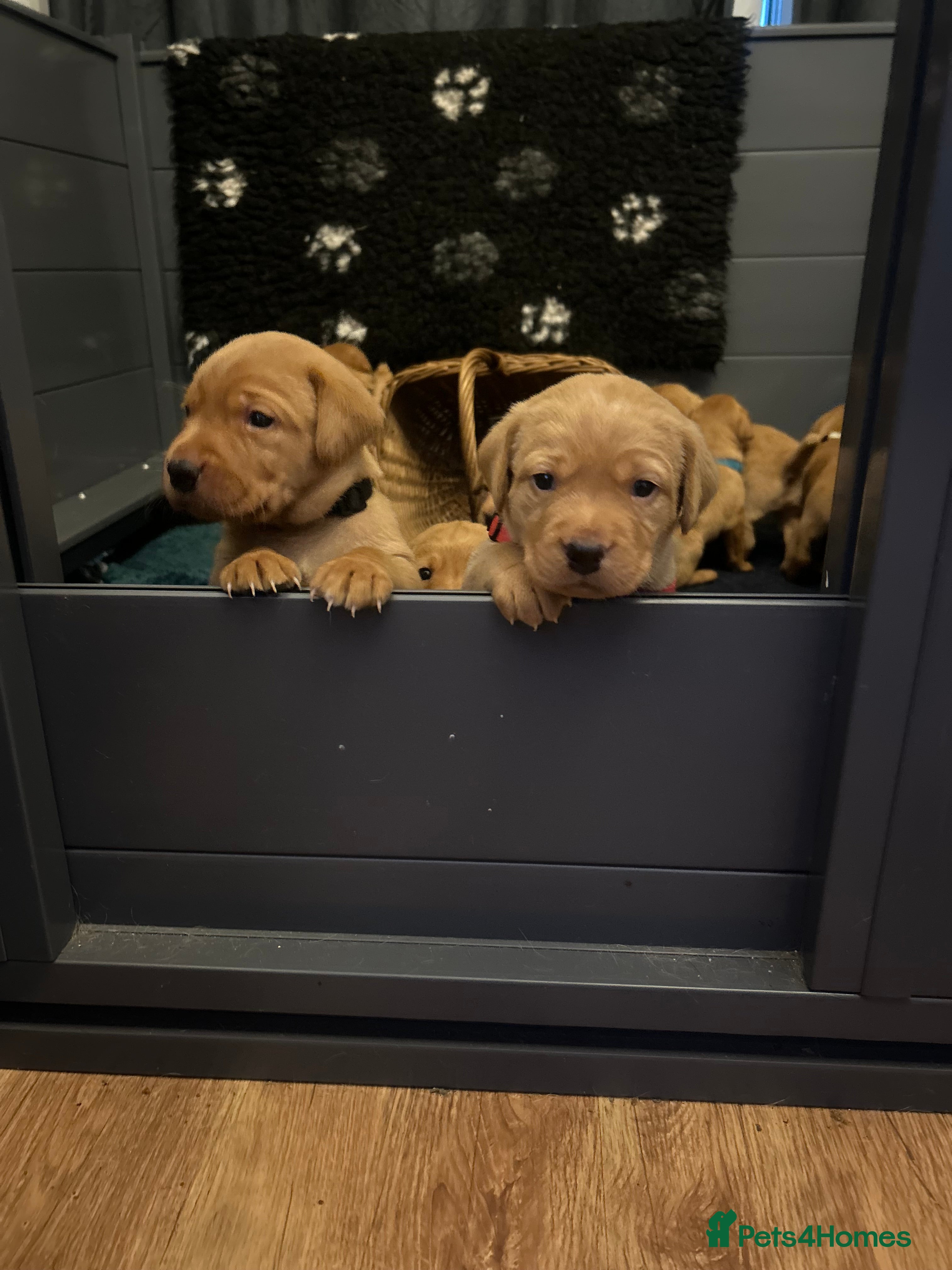 Labrador Retriever dogs Fox red lab pups for sale  - Advert 3