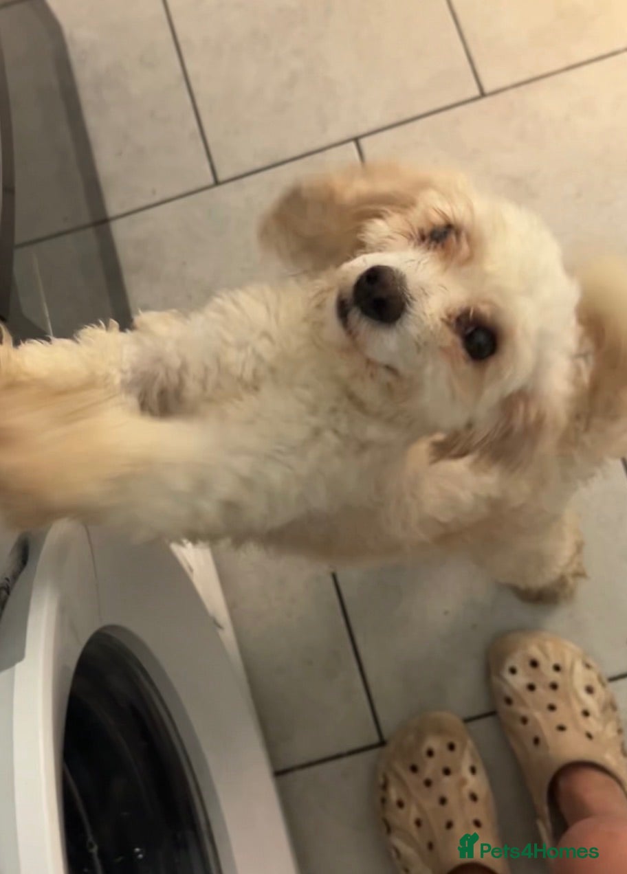 Mixed Breed dogs Adorable teddy bear shihpoo X chihuahua puppies - Advert 2