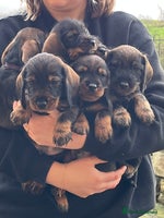 Dachshund dogs Dachshund Puppies (wirehaired) - Advert 6