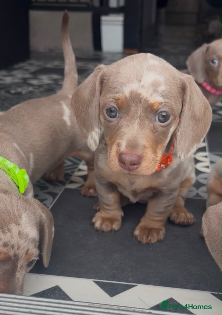 Miniature Dachshund dogs John s  - Advert 2