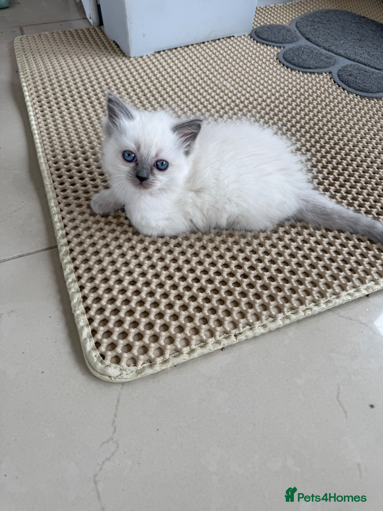 Ragdoll cats Adorable ragdoll kittens - Advert 2
