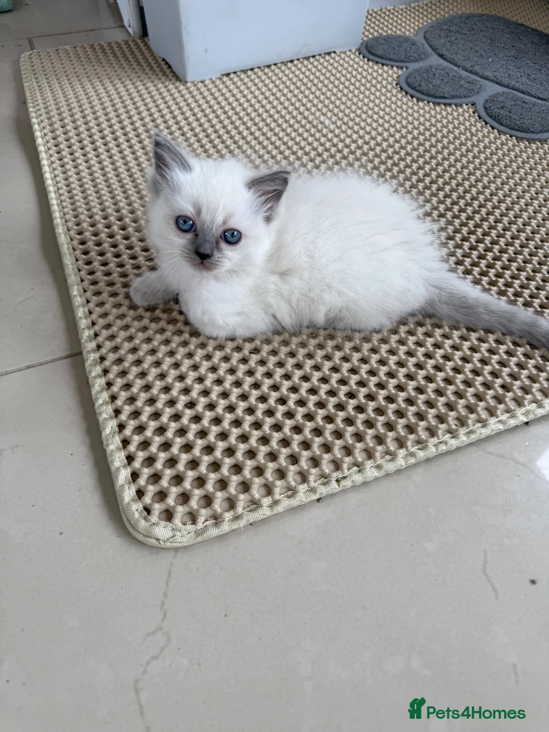 Ragdoll cats for sale: Adorable ragdoll kittens - Advert 2
