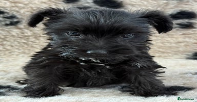 Miniature Schnauzer dogs - Advert 2