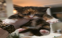 Mixed Breed cats for sale: One ginger boy and one tortie girl  - Image 5