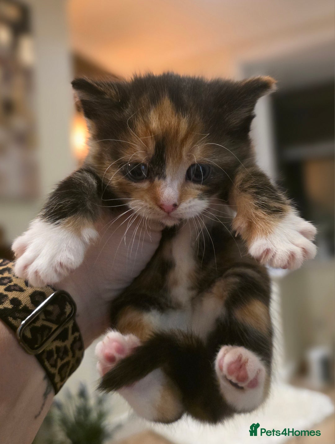 Mixed Breed cats for sale: One ginger boy and one tortie girl  - Image 5