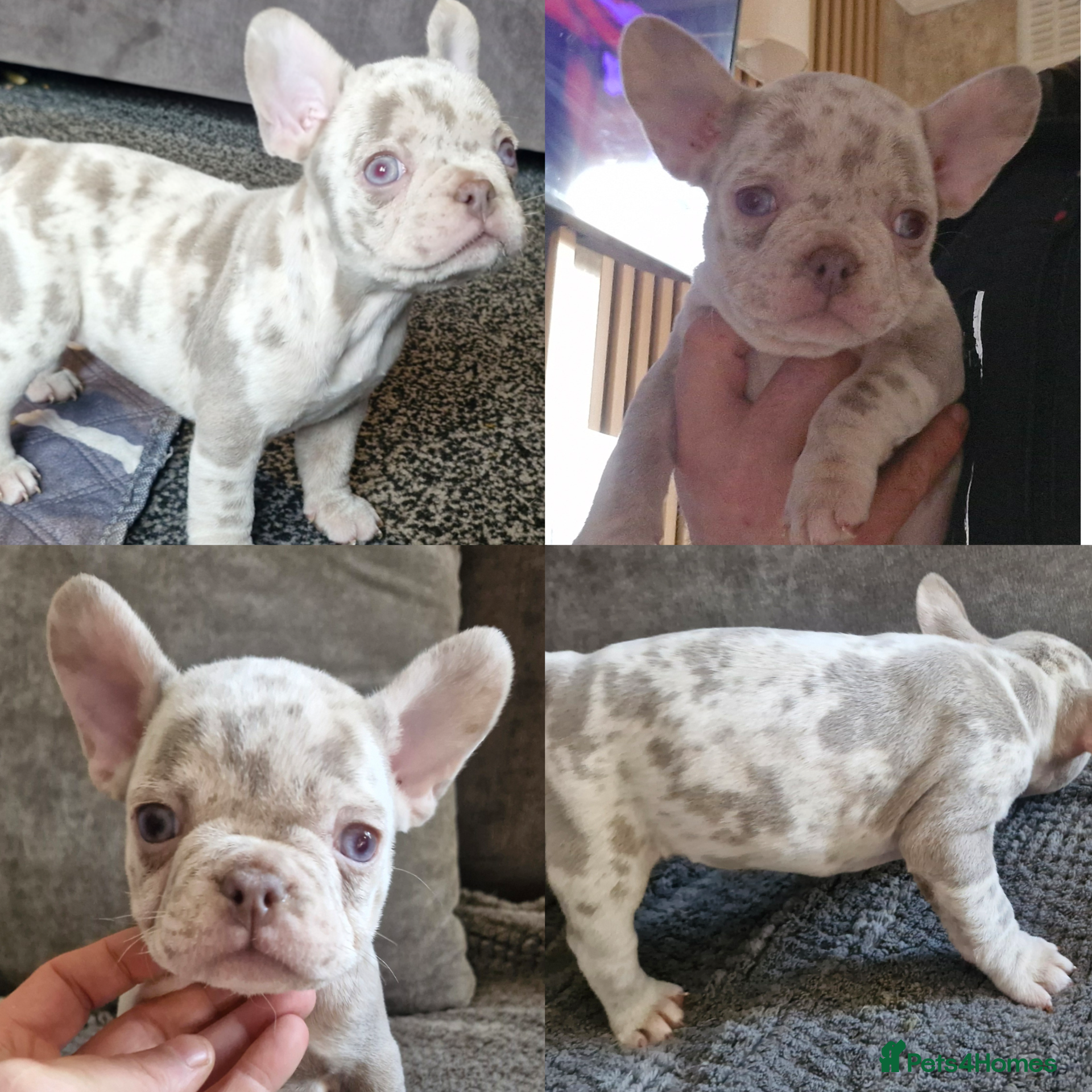 French Bulldog dogs Last female merle french bulldog - Advert 8