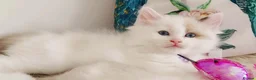 Ragdoll cats for sale: ALL RESERVED 😻😻BEAUTIFUL CROSS RAGDOLL/PERSIAN - Advert 15