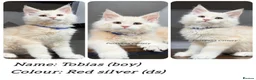 Maine Coon cats for sale: TICA registered Maine coon kittens  - Advert 6