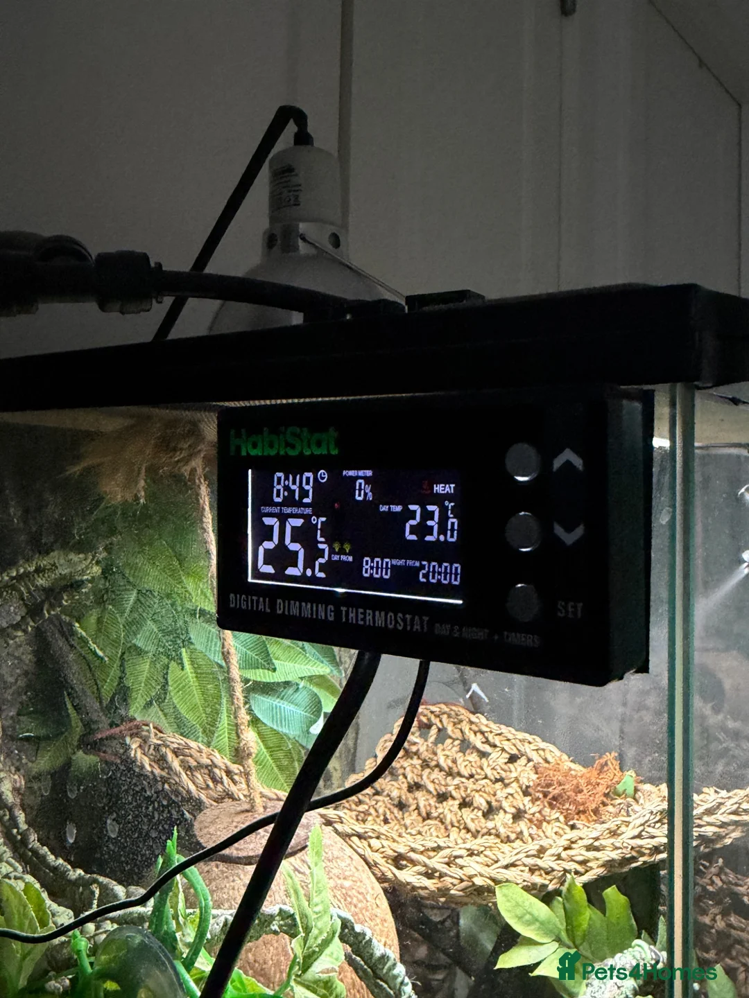 Gecko reptiles for sale: Crested gecko  in Glasgow - Advert 10