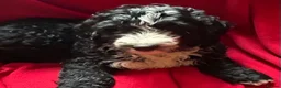 Mixed Breed dogs for sale: DOODLE PUP - Advert 6