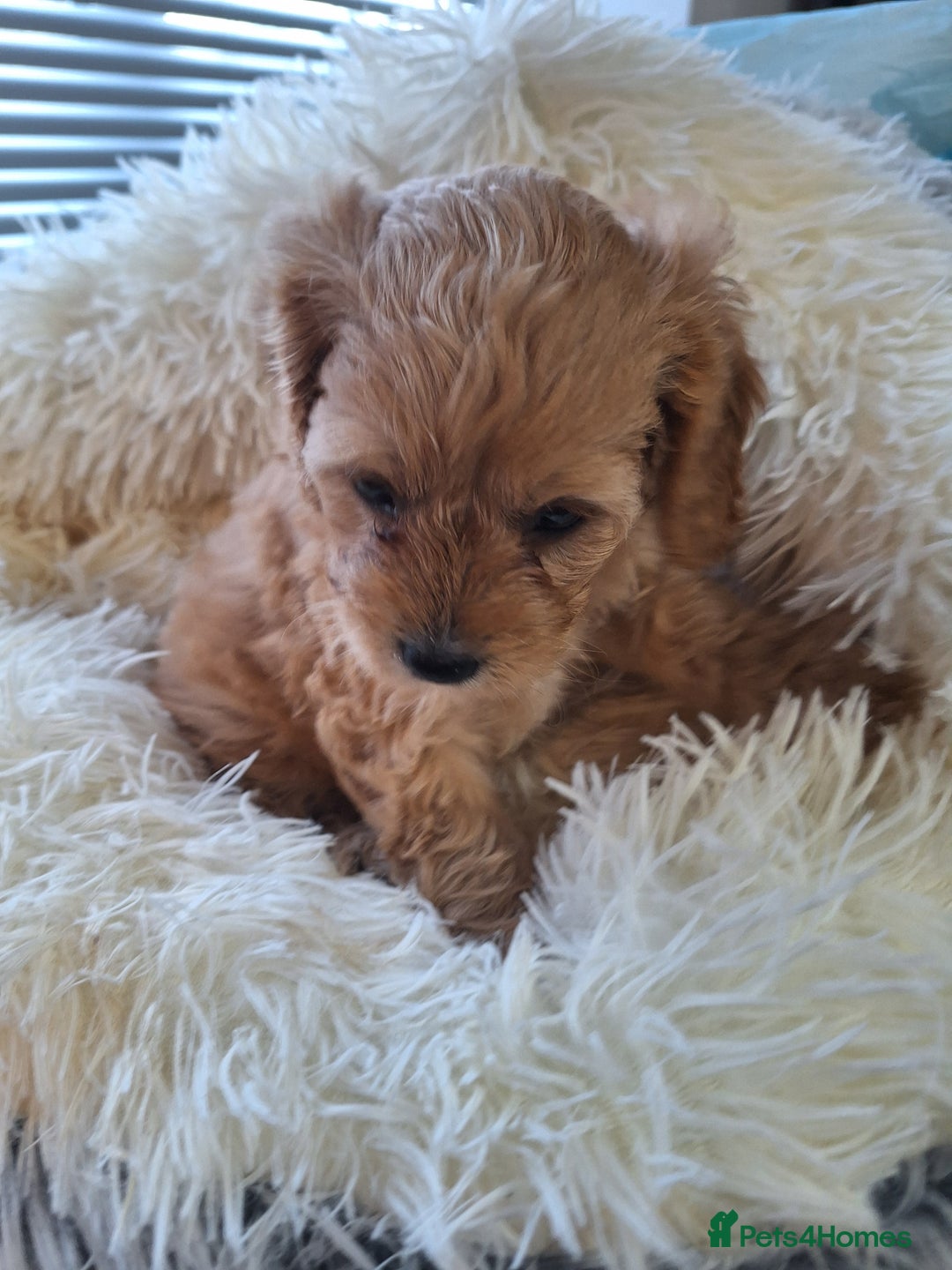 Cavapoo dogs for sale: CAVAPOO PUPPIES - Image 19