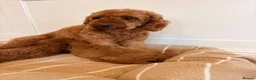 Labradoodle dogs for sale: LICENSED BREEDER TOY MINIATURE LABRADOODLES   - Advert 7