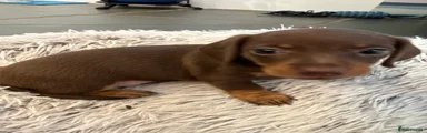 Miniature Dachshund 3 - Red