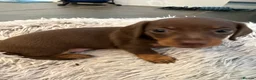 Miniature Dachshund dogs for sale: 3 smooth-haired miniature dachshunds in Coulsdon - Advert 9