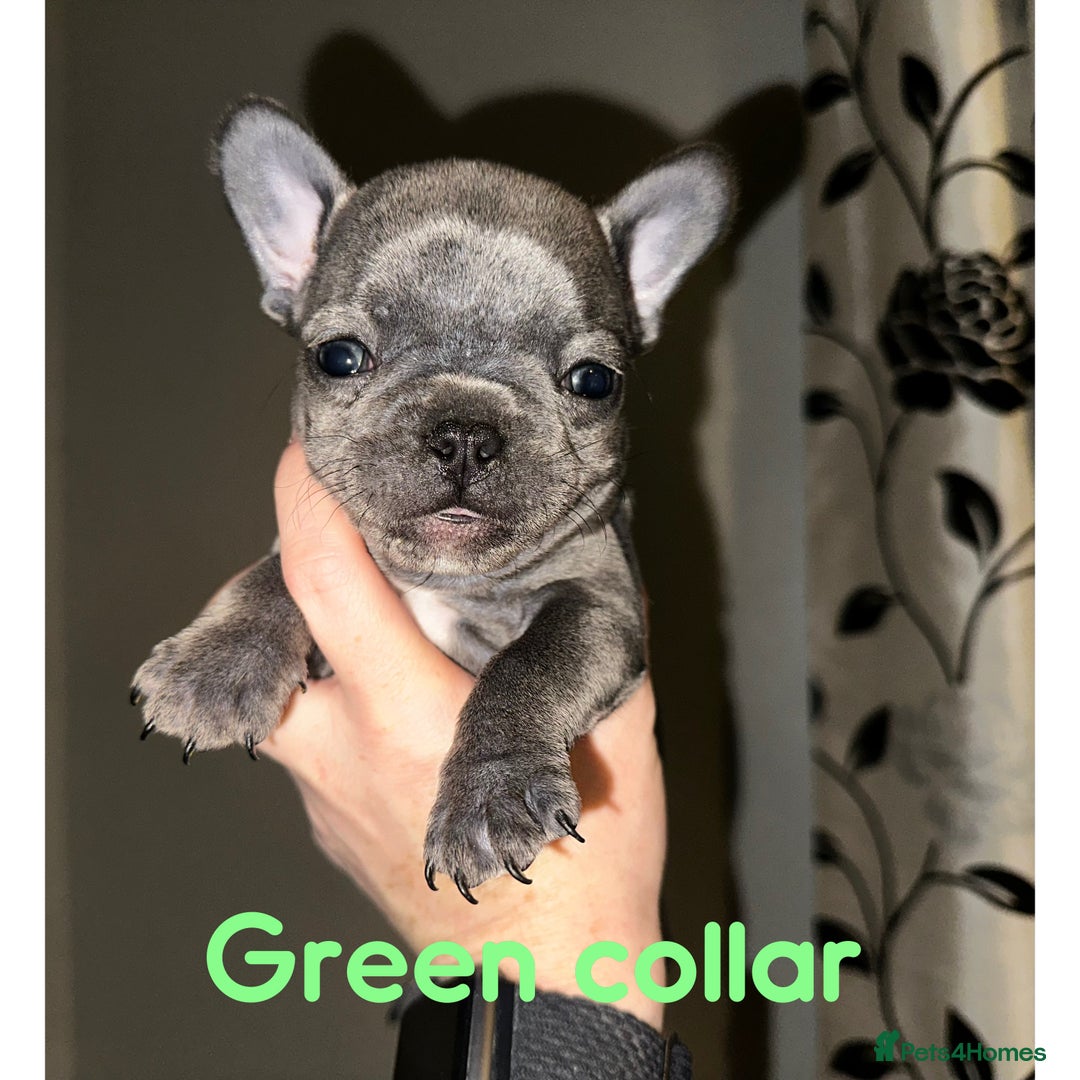 French Bulldog dogs for sale: French bulldog pups ready 27th October!  - Image 6