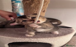 Scottish Fold cats for sale: Scottish fold X Scottish straight  - Advert 17