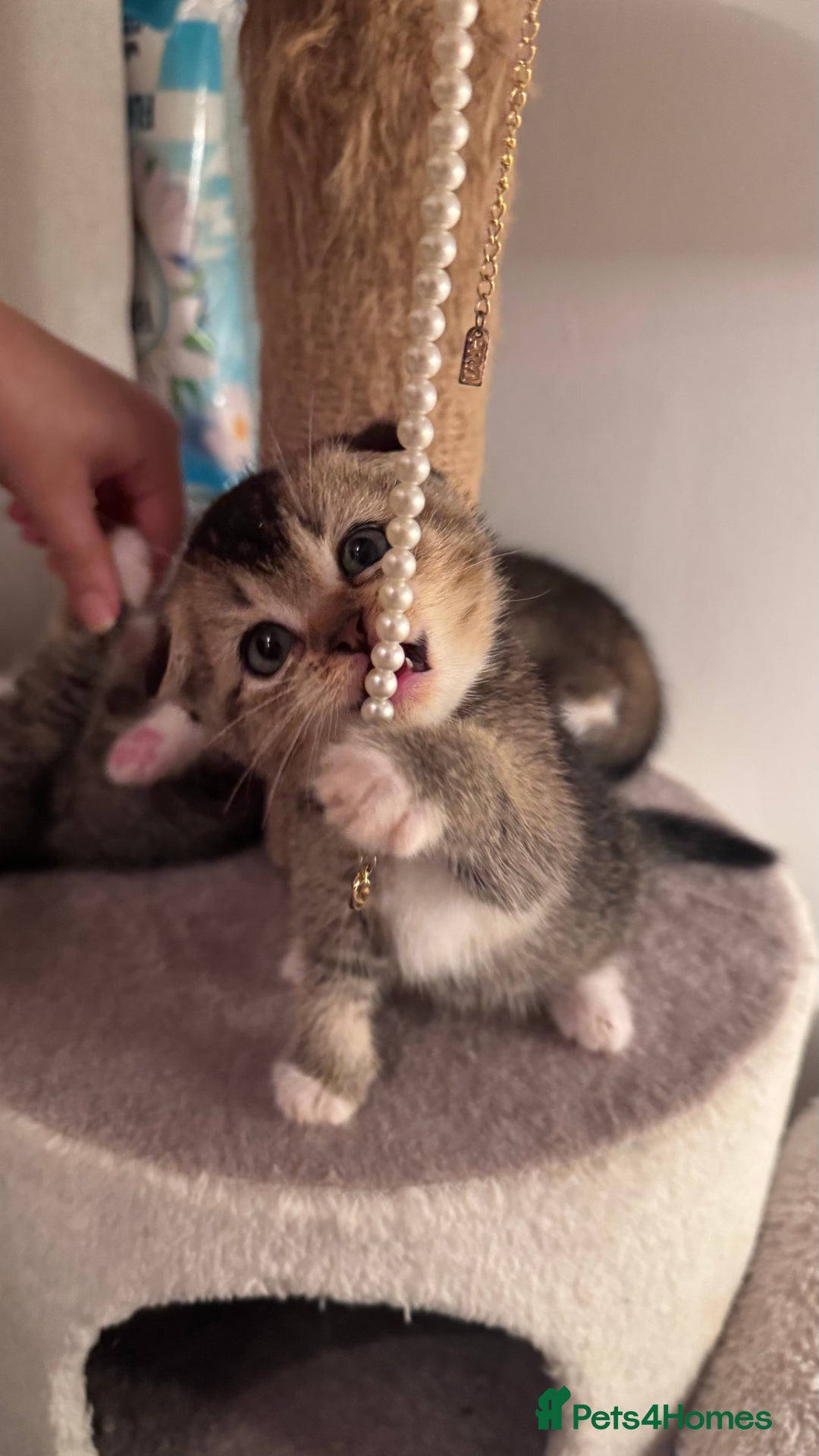 Scottish Fold cats for sale: Scottish fold X Scottish straight  - Advert 17